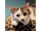 Adopt Nemo a White Domestic Shorthair / Mixed cat in Zimmerman, MN (33020661)