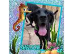 Adopt Sheldon a Black - with Gray or Silver Great Dane / Mixed dog in GLENDALE