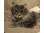 Adopt Juliette a Gray, Blue or Silver Tabby Domestic Longhair (long coat) cat in
