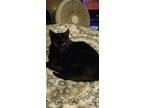 Adopt Sheba a All Black Domestic Shorthair (short coat) cat in Byron Center