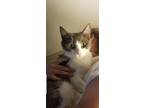 Adopt Louise a Gray or Blue (Mostly) Domestic Shorthair (short coat) cat in