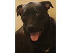 Adopt Buck a Brown/Chocolate Labrador Retriever / Mixed dog in Savannah