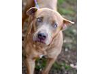 Adopt Holly a Pit Bull Terrier, Hound