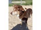 Adopt Gemma a Red/Golden/Orange/Chestnut - with White Australian Shepherd /