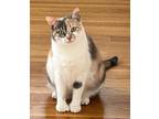 Adopt Roxy a Calico or Dilute Calico Domestic Shorthair (short coat) cat in