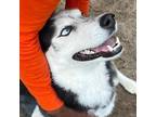 Adopt Husky a Black Husky / Mixed dog in Tuskegee, AL (35544368)