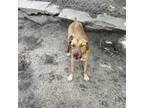 Adopt Apollo a Tan/Yellow/Fawn Labrador Retriever / Mixed dog in Tuskegee