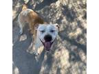 Adopt Buck a Tan/Yellow/Fawn American Pit Bull Terrier / Mixed dog in Tuskegee