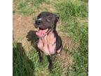 Adopt Gumbo a Black Mixed Breed (Medium) / Mixed dog in Tuskegee, AL (35544376)