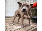 Adopt Jillian a Tan/Yellow/Fawn Mixed Breed (Medium) / Mixed dog in Tuskegee