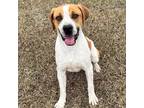 Adopt Barney a White - with Tan, Yellow or Fawn Mixed Breed (Medium) / Mixed dog