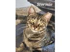 Adopt Stormie a Brown Tabby Domestic Shorthair (short coat) cat in Jeannette