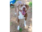 Adopt Cass k47 6-2-23 a Red/Golden/Orange/Chestnut Australian Cattle Dog / Mixed