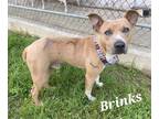 Adopt BRINKS a Tan/Yellow/Fawn Pit Bull Terrier / Mixed dog in Beaumont
