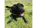 Adopt Ben a Black Shepherd (Unknown Type) / Mixed dog in Heber Springs