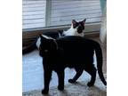 Adopt Echo a All Black Domestic Shorthair (short coat) cat in Egg Harbor City