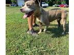 Adopt Denny a Brindle - with White American Pit Bull Terrier / Pit Bull Terrier