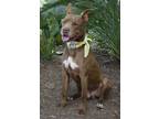 Adopt Liko a Brown/Chocolate - with White Pit Bull Terrier / Mixed dog in
