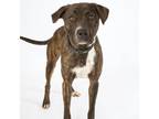 Adopt Tucker a Brindle Labrador Retriever / Boxer / Mixed dog in Kingman