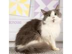 Adopt Nicholas a Gray or Blue Domestic Mediumhair / Mixed cat in Springfield