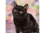 Adopt Dudley a All Black Domestic Shorthair / Mixed cat in Springfield