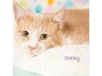 Adopt Stanley a Orange or Red Domestic Shorthair / Mixed cat in Springfield