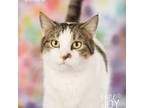 Adopt Charles Dickens a Gray or Blue Domestic Shorthair / Mixed cat in