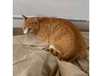 Adopt Holmes a Orange or Red Domestic Shorthair / Mixed cat in Springfield