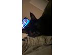 Adopt Phoebe a All Black Domestic Shorthair / Mixed (short coat) cat in Fort