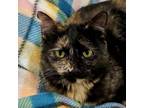 Adopt Elizabeth a Tortoiseshell Domestic Shorthair / Mixed cat in SHERIDAN