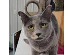 Adopt Mary-Kate a Tortoiseshell Domestic Shorthair / Mixed cat in SHERIDAN