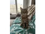 Adopt Fercullen Bridge a Brown or Chocolate Domestic Shorthair / Domestic