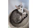 Adopt Nabi Moonz a Gray or Blue Domestic Shorthair / Domestic Shorthair / Mixed