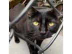 Adopt Ralphy a All Black Domestic Shorthair / Mixed cat in Oyster Bay