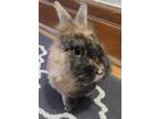 Adopt Ampoule a Chocolate Other/Unknown / Other/Unknown / Mixed rabbit in