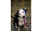 Adopt Tess a Black - with White Dalmatian / Hound (Unknown Type) / Mixed dog in