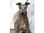 Adopt Tizzie a Brindle Greyhound / Mixed dog in Coon Rapids, MN (38009093)