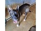 Adopt Donatello a Black Pit Bull Terrier / Mixed dog in Edinburg, TX (38018152)