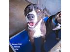 Adopt Vincenzo a Black Pit Bull Terrier / Mixed dog in Edinburg, TX (38018161)