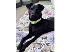 Adopt Candy a Black Labrador Retriever / Mixed Breed (Medium) dog in Encinitas
