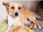 Adopt Lucy a Tan/Yellow/Fawn - with White Labrador Retriever / Mixed Breed