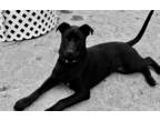 Adopt Laurie a Black Labrador Retriever / Mixed Breed (Medium) dog in Encinitas