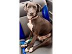 Adopt Nena a Black - with White Weimaraner / Pit Bull Terrier dog in Encinitas