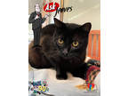 Adopt Ask Jeeves a All Black Domestic Shorthair / Domestic Shorthair / Mixed cat