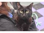Adopt Lilyana a All Black Domestic Mediumhair / Domestic Shorthair / Mixed cat