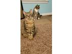 Adopt Michelle a Spotted Tabby/Leopard Spotted Domestic Shorthair (short coat)
