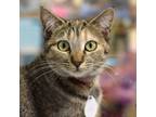 Adopt Snapdragon a Tortoiseshell Domestic Shorthair / Mixed cat in SHERIDAN