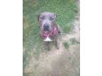 Adopt lulu a Brown/Chocolate - with Tan American Pit Bull Terrier / Mixed dog in