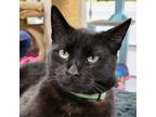Adopt Wally a All Black Domestic Shorthair / Mixed cat in SHERIDAN
