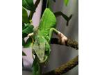 Adopt Pie a Lizard reptile, amphibian, and/or fish in Vista, CA (33051950)